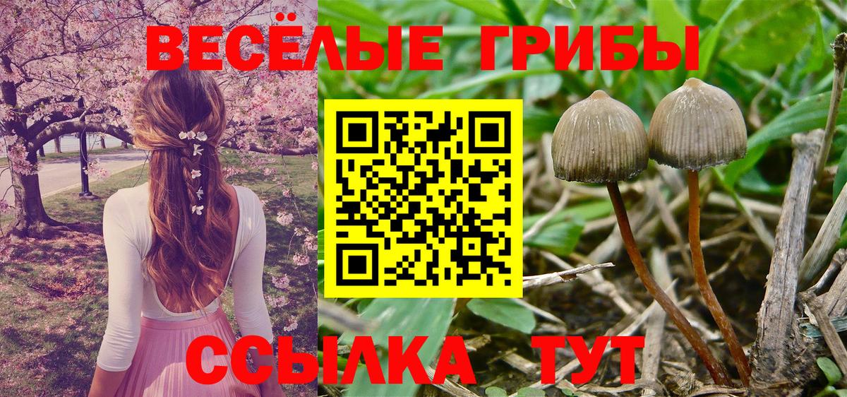 Псилоцибиновые грибы Magic Shrooms  Галлюциногенные грибы Psilocybe  Вход с VPN  Кимовск 